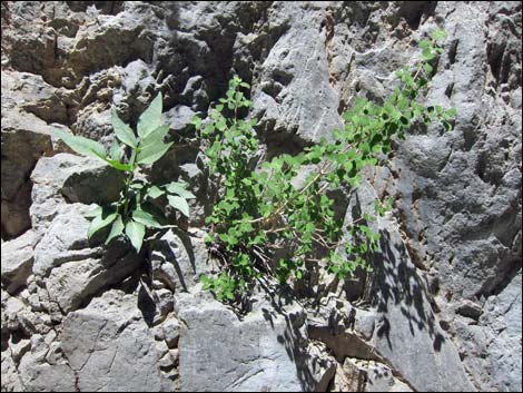 Fivepetal Cliffbush (Jamesia americana var. rosea)