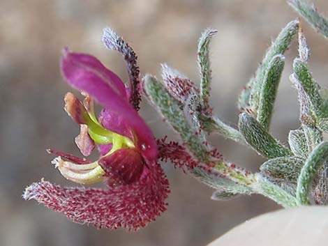 Littleleaf Ratany (Krameria erecta)