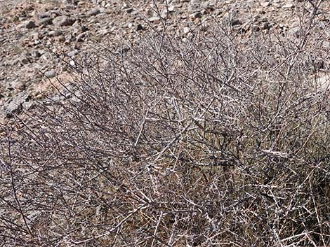 Littleleaf Ratany (Krameria erecta)