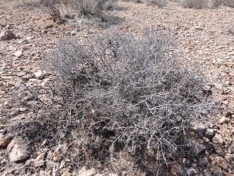 Littleleaf Ratany (Krameria erecta)