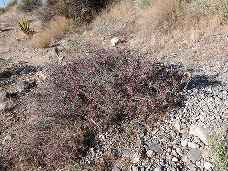 Littleleaf Ratany (Krameria erecta)