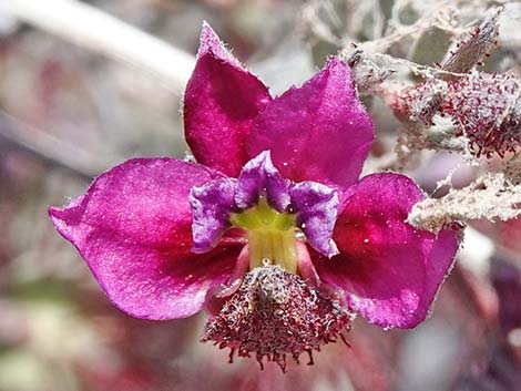 Littleleaf Ratany (Krameria erecta)