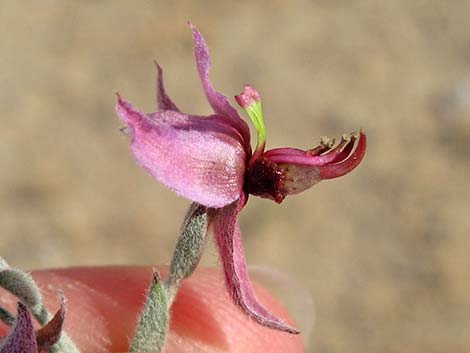 White Ratany (Krameria grayi)