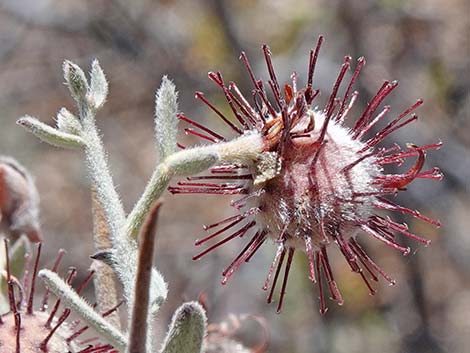 White Ratany (Krameria grayi)