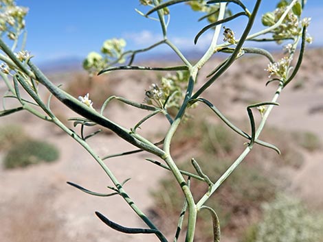 Desert Peppergrass (Lepidium fremontii)