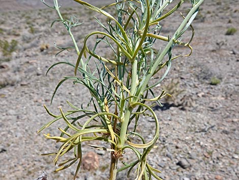 Desert Peppergrass (Lepidium fremontii)