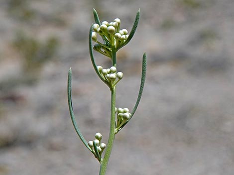 Desert Peppergrass (Lepidium fremontii)