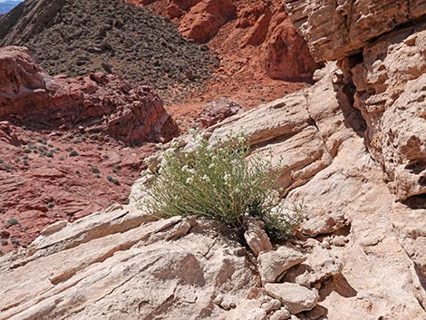 Desert Peppergrass (Lepidium fremontii)