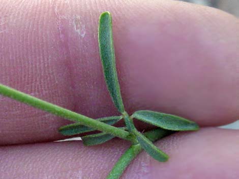 Rock Pea (Lotus rigidus)