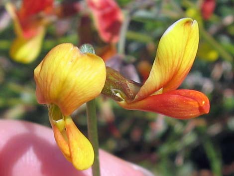 Rock Pea (Lotus rigidus)