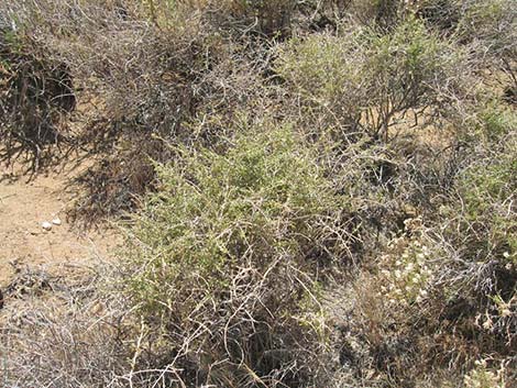 Anderson's Desert-thorn (Lycium andersoni)