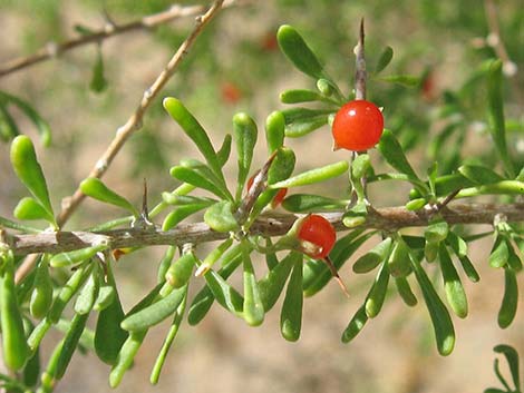 Anderson's Desert-thorn (Lycium andersonii)