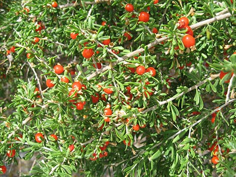 Anderson's Desert-thorn (Lycium andersonii)