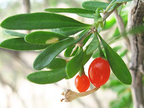 Anderson's Desert-thorn (Lycium andersonii)