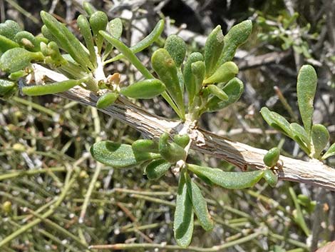 Anderson's Desert-thorn (Lycium andersonii)