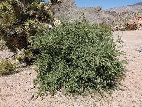 Peach Thorn (Lycium cooperi)