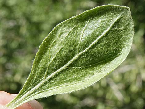 Peach Thorn (Lycium cooperi)