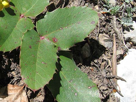 Creeping Barberry (Mahonia repens)