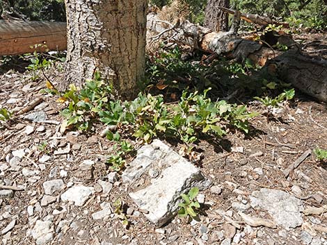 Creeping Barberry (Mahonia repens)