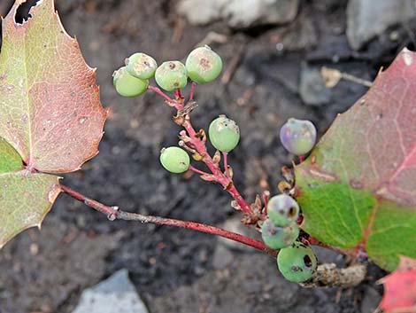 Creeping Barberry (Mahonia repens)