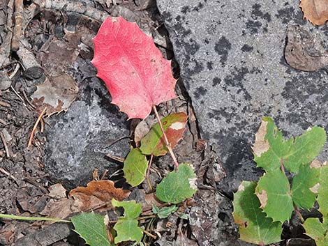 Creeping Barberry (Mahonia repens)