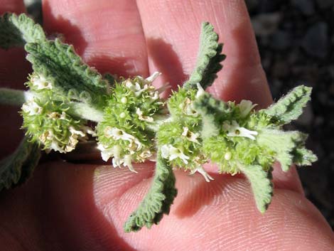 Horehound (Marrubium vulgare)