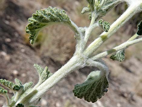 Horehound (Marrubium vulgare)