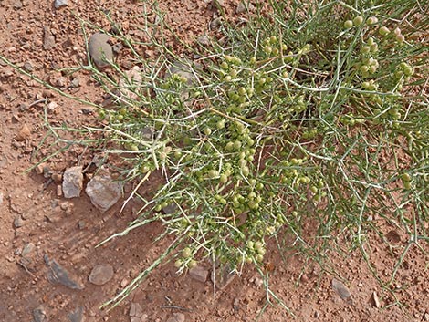 Spiny Menodora (Menodora spinescens)