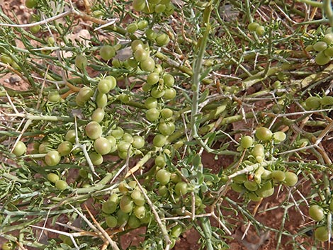 Spiny Menodora (Menodora spinescens)