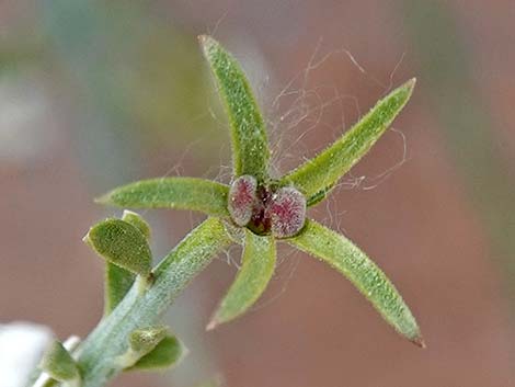 Spiny Menodora (Menodora spinescens)