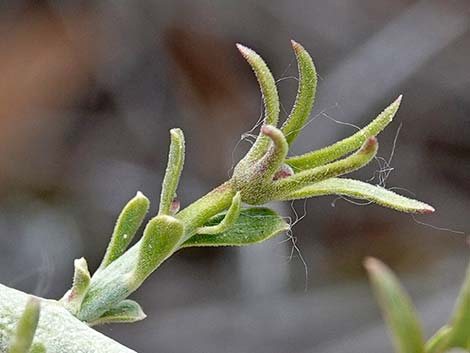 Spiny Menodora (Menodora spinescens)