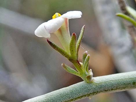 Spiny Menodora (Menodora spinescens)