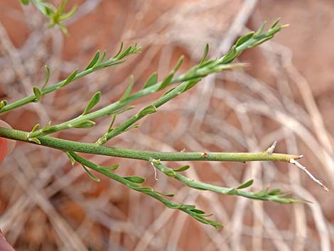 Spiny Menodora (Menodora spinescens)