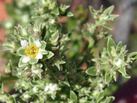 Sandpaper Bush (Mortonia utahensis)