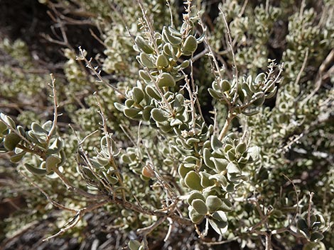 Sandpaper Bush (Mortonia utahensis)