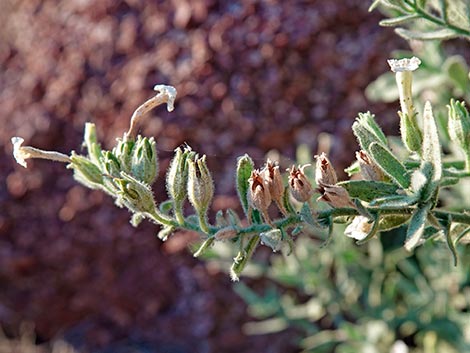 Desert Tobacco (Nicotiana obtusifolia)