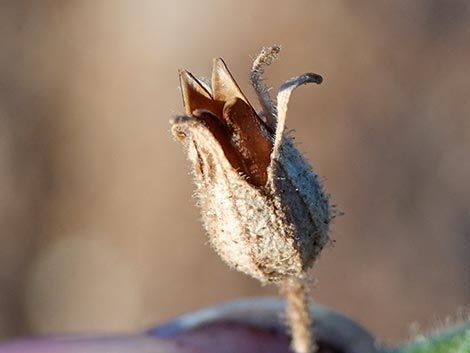 Desert Tobacco (Nicotiana obtusifolia)