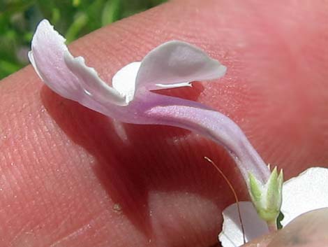 Gilia Beardtongue (Penstemon ambiguus)