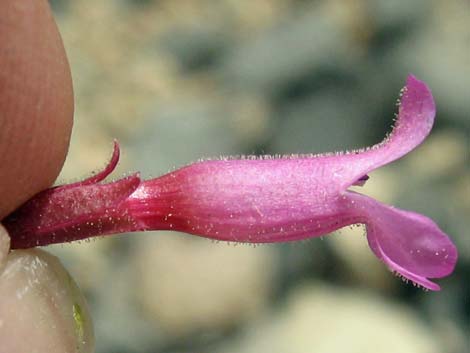 Petiolate Beardtongue (Penstemon petiolatus)