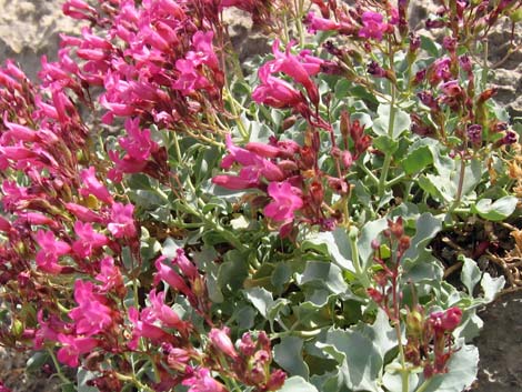 Petiolate Beardtongue (Penstemon petiolatus)