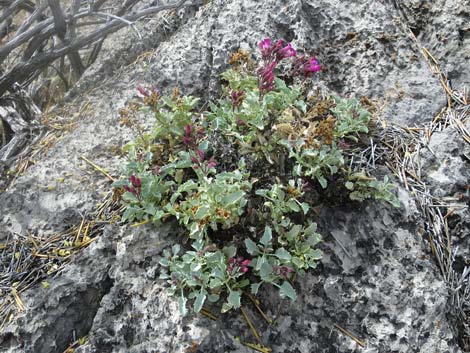 Petiolate Beardtongue (Penstemon petiolatus)