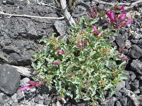 Petiolate Beardtongue (Penstemon petiolatus)