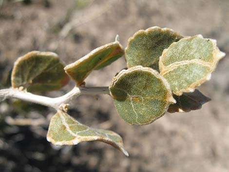 Parry's Sandpaper Plant (Petalonyx parryi)