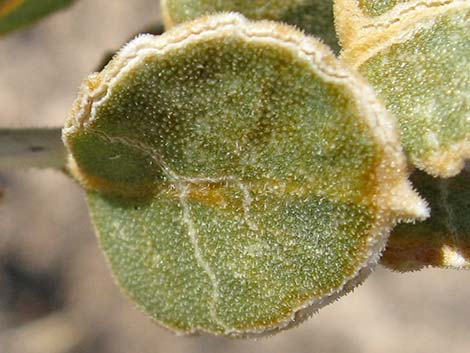 Parry's Sandpaper Plant (Petalonyx parryi)