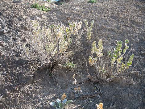 Parry's Sandpaper Plant (Petalonyx parryi)