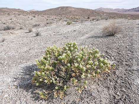 Parry's Sandpaper Plant (Petalonyx parryi)