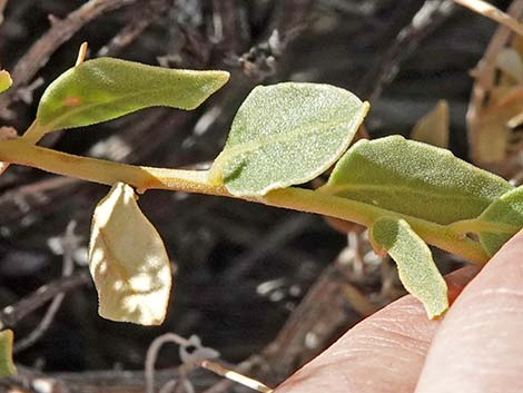 Thurber's Sandpaper Plant (Petalonyx thurberi)