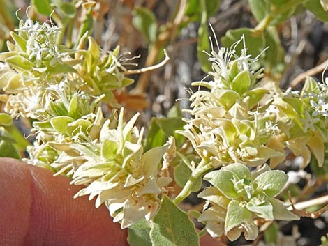 Thurber's Sandpaper Plant (Petalonyx thurberi)