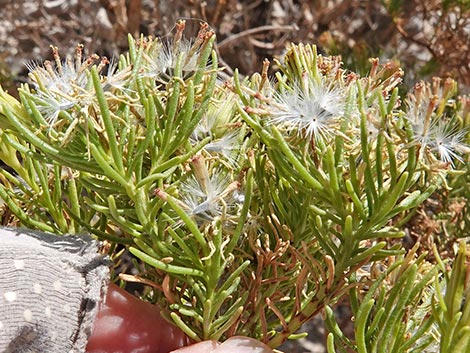 Schott's Pygmycedar (Peucephyllum schottii)