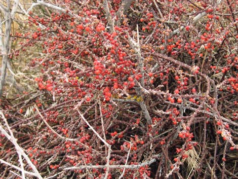 Mesquite Mistletoe (Phoradendron californicum)